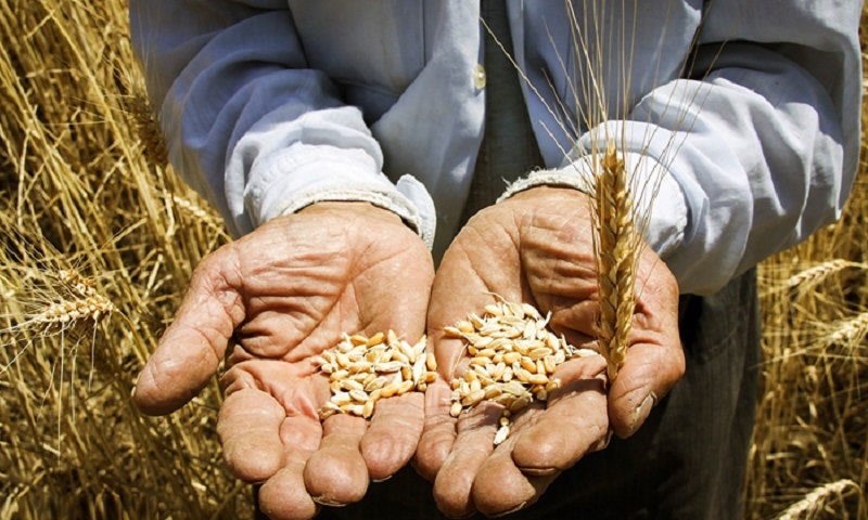 Iranian regime’s claims of wheat self-sufficiency are false
