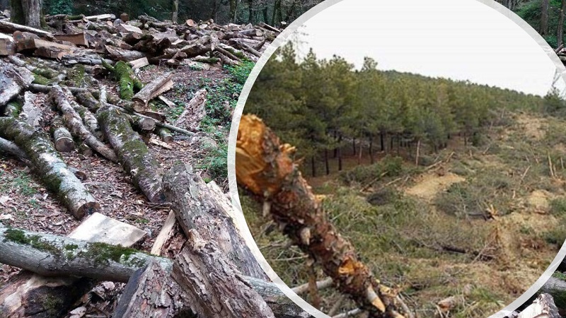 dying forests due to mismanagement and destruction of the environment by the Iranian regime and its IRGC