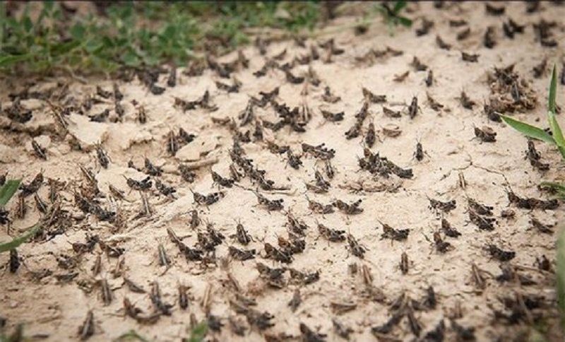 A locust outbreak in the Arabian peninsula has been spreading to Iran, threatening crops and food security in large areas of the coastal provinces and the south of Iran