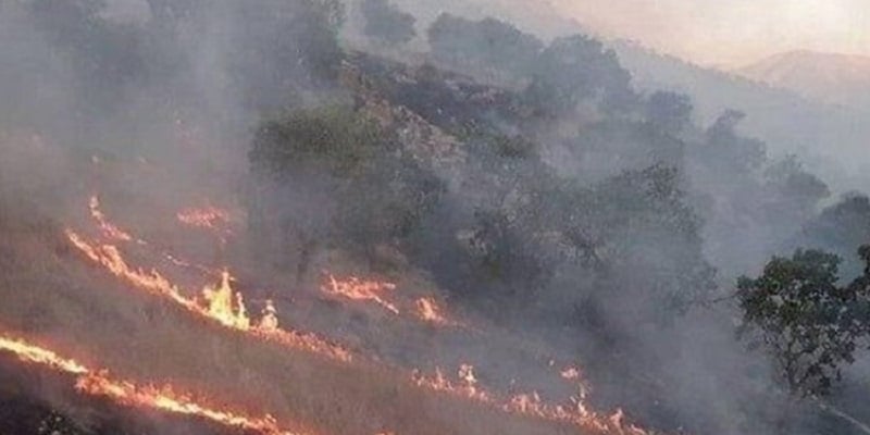 Iran’s forests of fire