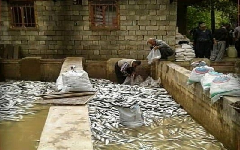 Power outages have been very damaging to some agricultural activities in Iran like fish farming.
