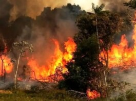 Iran’s Regime Faces Growing Outrage as Hyrcanian Forest Fires Expose Systemic Mismanagement