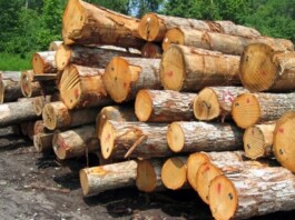 Systematic Plunder Devastates Nilkouh and the Hyrcanian Forests in Northern Iran
