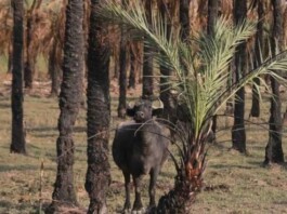 Iran’s Date Industry in Khuzestan Faces Collapse Amid Climate Crisis and Regime Mismanagement