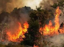 Hyrcanian Forests in Flames: Systemic Neglect and Corruption Behind a National Ecological Disaster