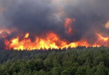 Iran’s Forest Fire Crisis: How Mismanagement and Corruption Are Fueling Environmental Destruction Iran's Forest Fire Crisis: How Mismanagement and Corruption Are Fueling Environmental Destruction