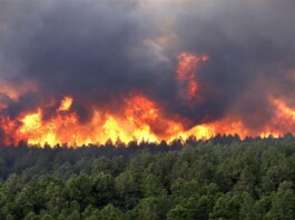 Iran’s Forest Fire Crisis: How Mismanagement and Corruption Are Fueling Environmental Destruction Iran's Forest Fire Crisis: How Mismanagement and Corruption Are Fueling Environmental Destruction